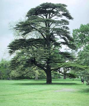 Can you explain Psalms 92:12, especially the meaning of the “cedar in Lebanon”?
